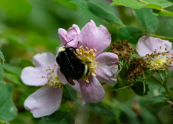 California wild rose - Rosa californica, Yellow-faced bumble bee - Bombus (Pyrobombus) vosnesenskii