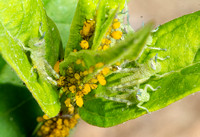 Gray bird grasshopper -Schistocera nitens, Oleander aphid - Aphis nerii