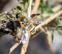 Bee fly  - Villa sp