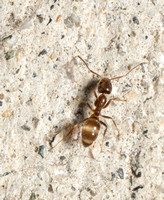 Argentine ants - Linepithema humile