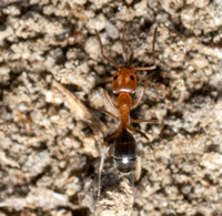 Bicolored pyramid ant - Dorymyrmex bicolor