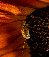 Long-horned bee  - Melissodes sp.