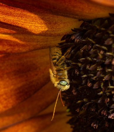 Long-horned bee  - Melissodes sp.