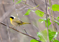 Los Cerritos Wetlands Bird Count 03-28-2024