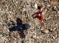 Scarab beetle -Dellacasiellus pseudofucosus