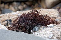 Giant Kelp - Macrocystis pyrifera