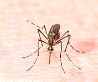 Yellow Fever Mosquito - Aedes aegypti