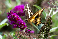 Western giant swallowtail - Heraclides rumiko