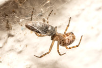House spider - Parasteatoda tepidariorum with Click Beetle