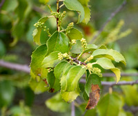 Hollyleaf - Cherry Prunus ilicifolia