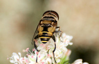 Flower fly -Palpada alhambra