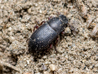 Darkling Beetle - Blapstinus discolor
