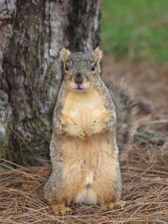 Have you seen my nuts?