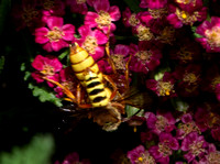 Weevil wasp - Cerceris bicornuta