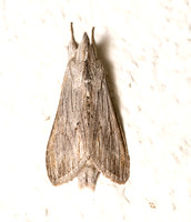 Hooded-owlet moth  - Cucullia sp.