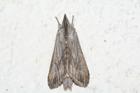 Hooded-owlet moth  - Cucullia sp.
