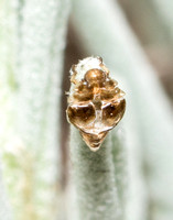 Exuvium of Spittle bug - Clastoptera sp