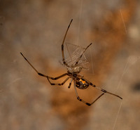 Brown widow - latrodectus geometricus, Long-bodied cellar spider - Pholcus phalangioides