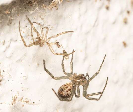 House spider - Parasteatoda tepidariorum (and molted exoskeleton)