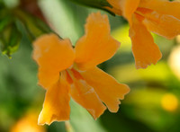 Orange Bush Monkeyflower - Diplacus aurantiacus
