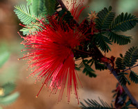 Baja Fairy Duster - Calliandra californica