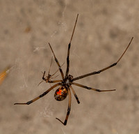 Brown widow - latrodectus geometricus (male and female)