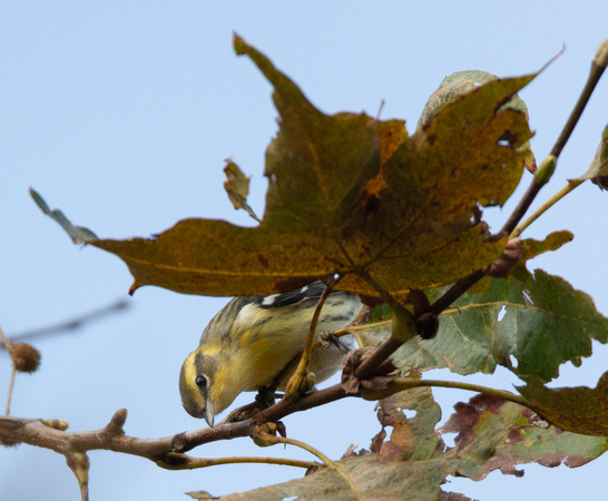 Blackburnian warbler - Setophaga fusca