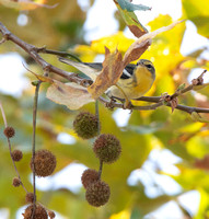Blackburnian warbler - Setophaga fusca