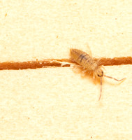 Cotton springtail - Entomobrya unostrigata