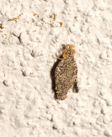 Case-bearing moth - Phereoeca sp.