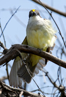 Thick-billed Kingbird - Tyrannus crassirostris