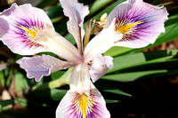Douglas Iris - Iris douglasiana