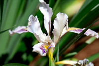 Douglas Iris - Iris douglasiana