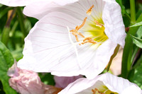 Mexican primrose (pinkladies) - Oenothera speciosa