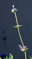 Purple sage - Salvia leucophylla