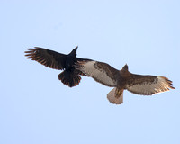 Red-tailed Hawk - Buteo jamaicensis, Common Raven - Corvus corax,