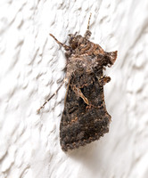 Sharp-stigma Looper Moth - Ctenoplusia oxygramma