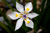 Fortnight Lily - Dietes iridioides (non-native)