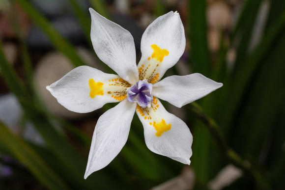 Fortnight Lily - Dietes iridioides (non-native)