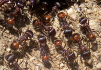 Rough Harvester Ant - Pogonomyrmex rugosus