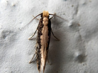 Moth - Monopis sp.