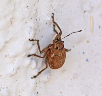 Fuller rose beetle - Pantomorus cervinus