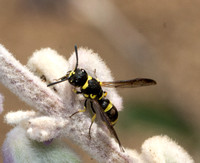 Mason wasp - Parancistrocerus declivatus