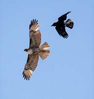 American Crow - Corvus brachyhynchus, Red-tailed Hawk - Buteo jamaicensis