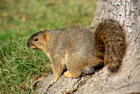 Eastern fox squirrel  - Sciurus niger,