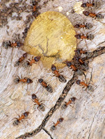 Velvety tree ant - Liometopum occidentale