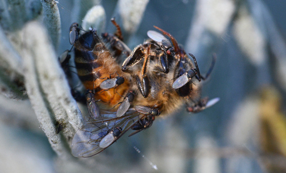 European honey bee - Apis mellifera with Freeloader Flies -  Family Milichiidae
