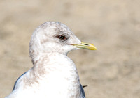Short-billed Gull - Larus brachyrhynchus