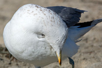 California Gull - Larus californicus