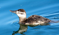 Ruddy Duck - Oxyura jamaicensis